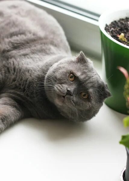 Кот сема. Кот сема. Siema black. Сëма. Кот сема.