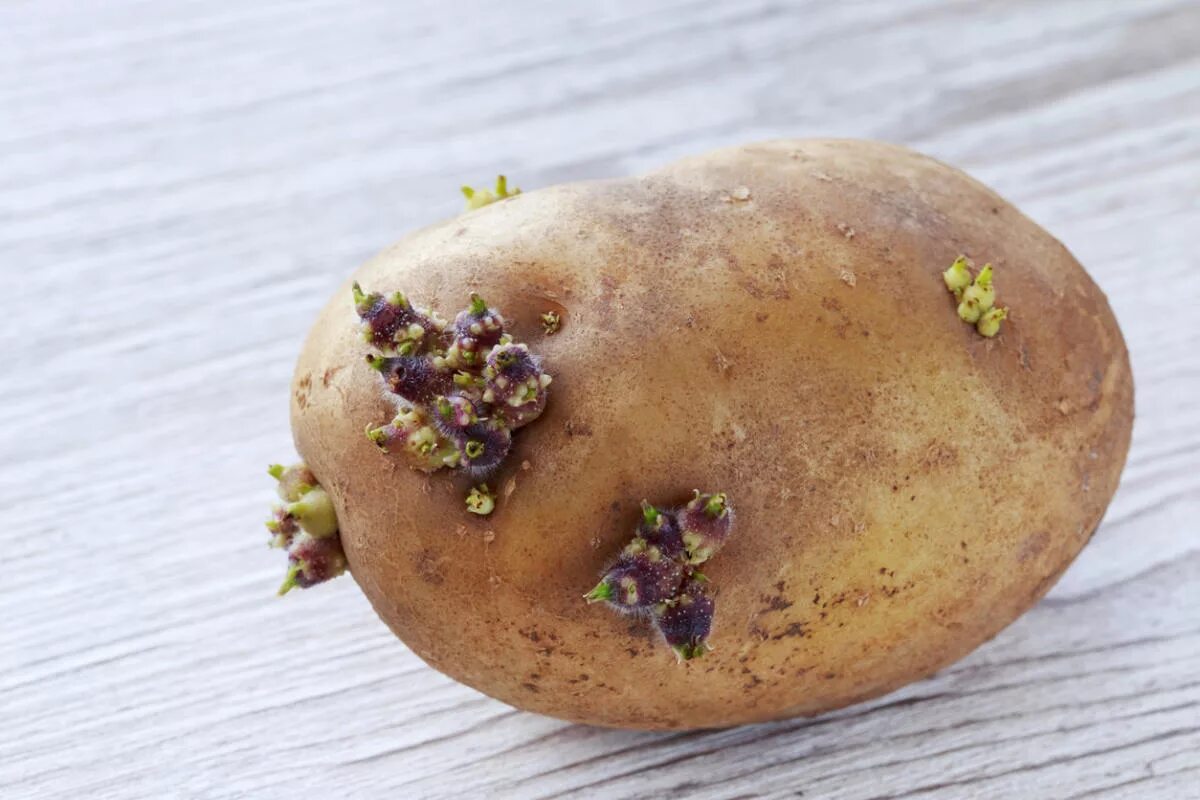 Можно ли есть картошку если она проросла. Почернение ростков картофеля. Проросший клубень картофеля. Пророщенный картофель. Картофель с отростками.