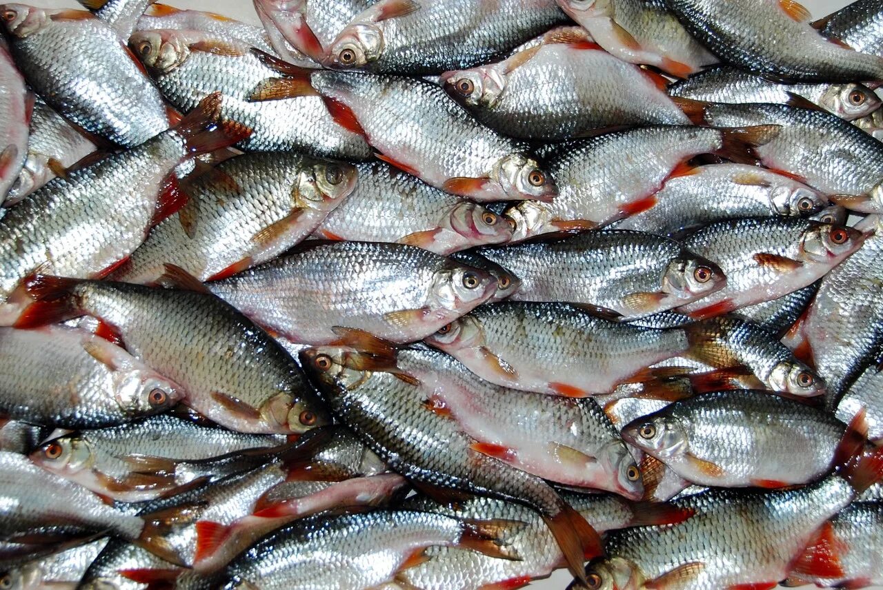 Плотва черного моря