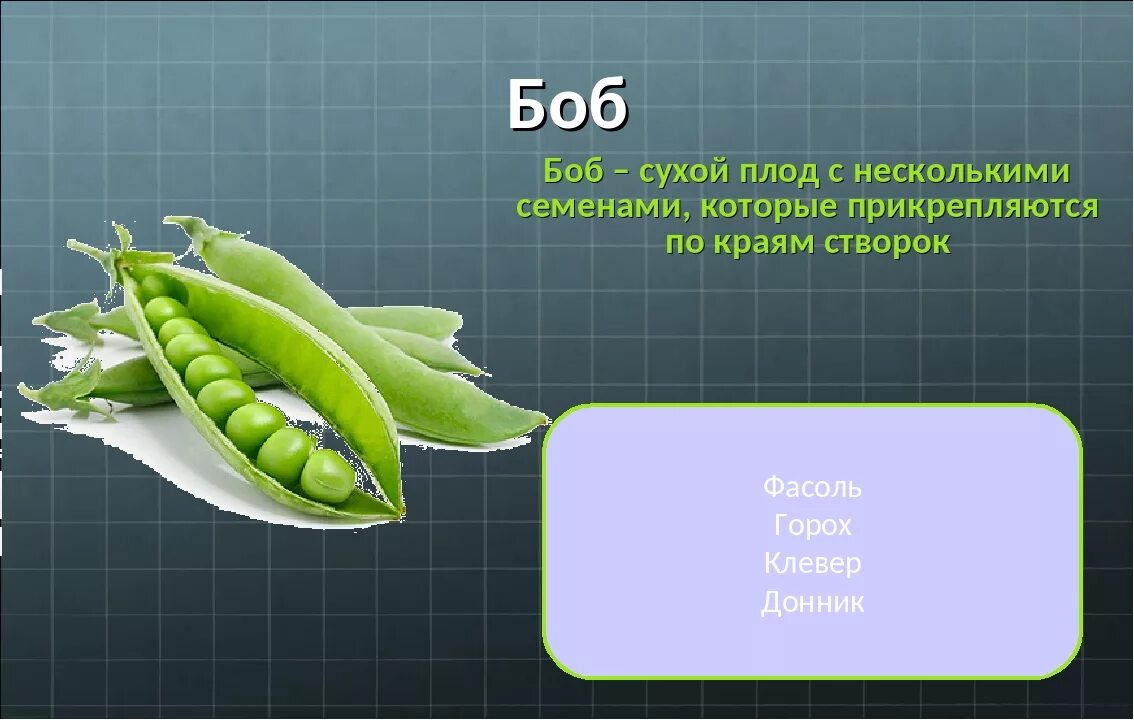 Какого из перечисленных растений образуется плод боб. Плод боб. боб описание плода. горох тип плода. горох сухой или сочный плод.