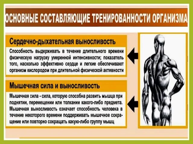 Основные составляющие тренированности. Тренированности организма человека. Основные показатели тренированности организма. Основные состовляющиетренированности организма. Основными составляющими тренированности организма человека.