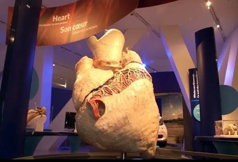 Сердце кита весит. Размер сердца синего кита. Сердце кита весит. Кит сердце с размером автомобиль. Сердце кита весит.