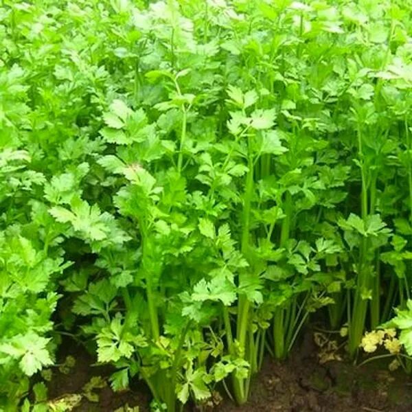 черешки сельдерея. сельдерей черешковый и листовой. сельдерей черешковый (стеблевой). сельдерей листовой высокий. сельдерей черешковый (стеблевой).