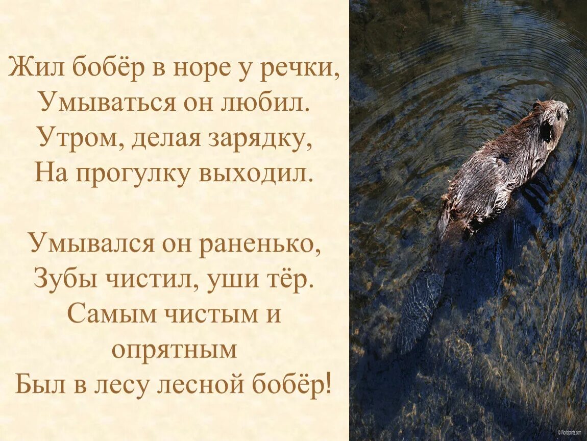 Жил был бобер. Книга жил был бобр акимушкин. Жил был бобер. Жил был бобер. Жил был бобер.