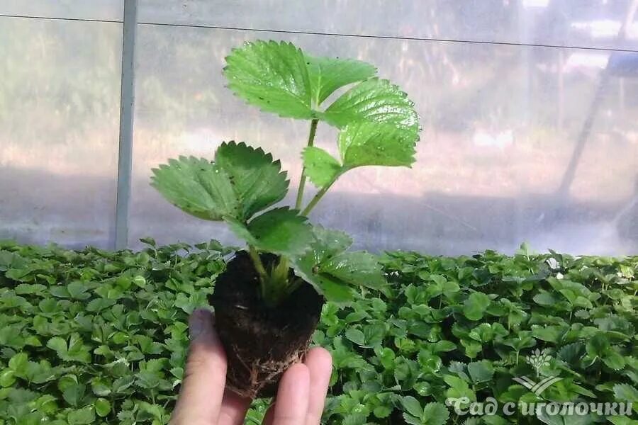 Рассада виктории. Клубника волгоград. Продам саженцы клубника. В оби сейчас продаются саженцы клубники. Продам саженцы клубника.