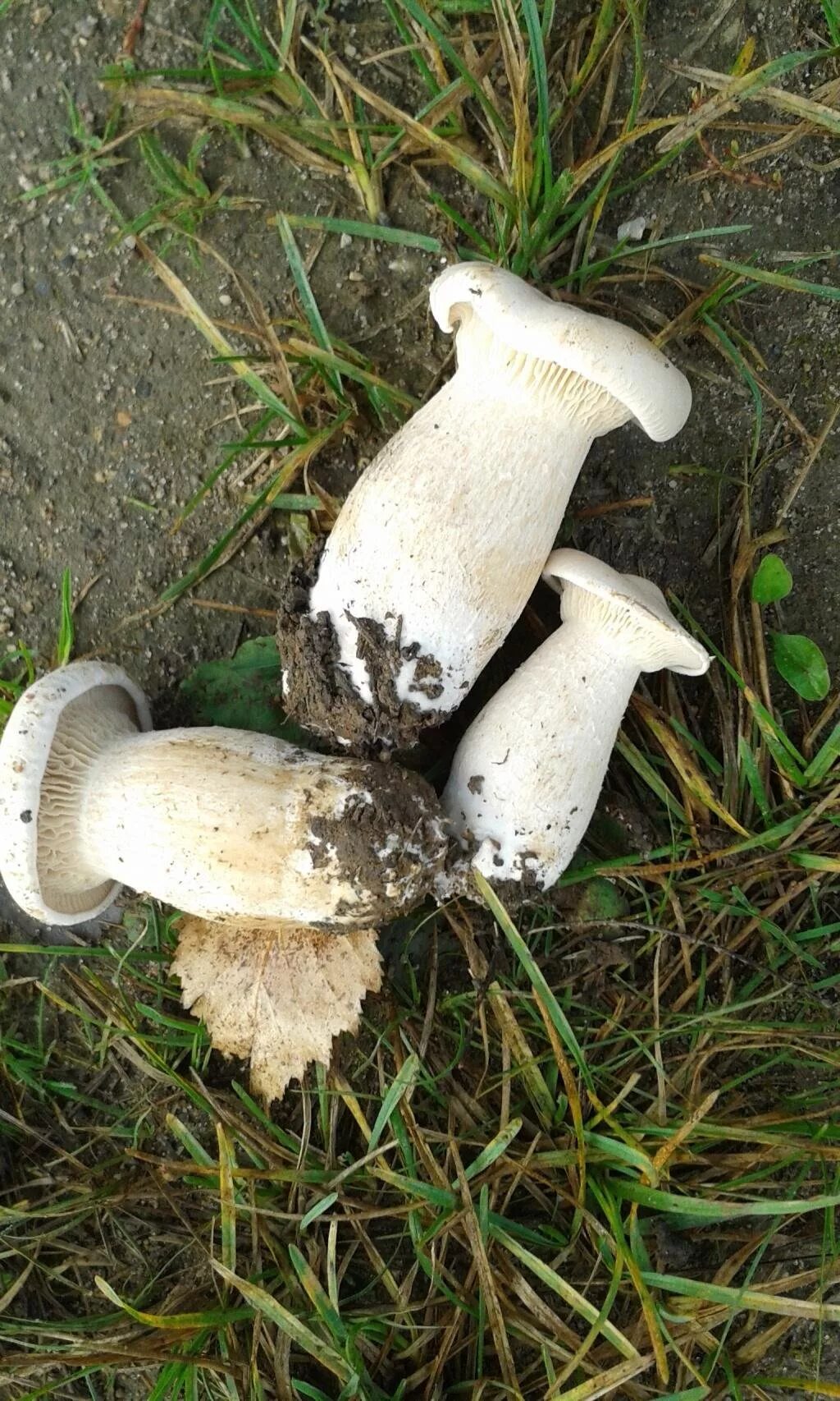 Белый гриб на толстой ножке. Говорушка подогнутая infundibulicybe geotropa. белый пластинчатый гриб на толстой ножке. сыроежка с толстой ножкой. говорушка с толстой ножкой.