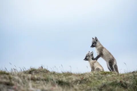 Ненецкий заповедник один из самых молодых заповедников
