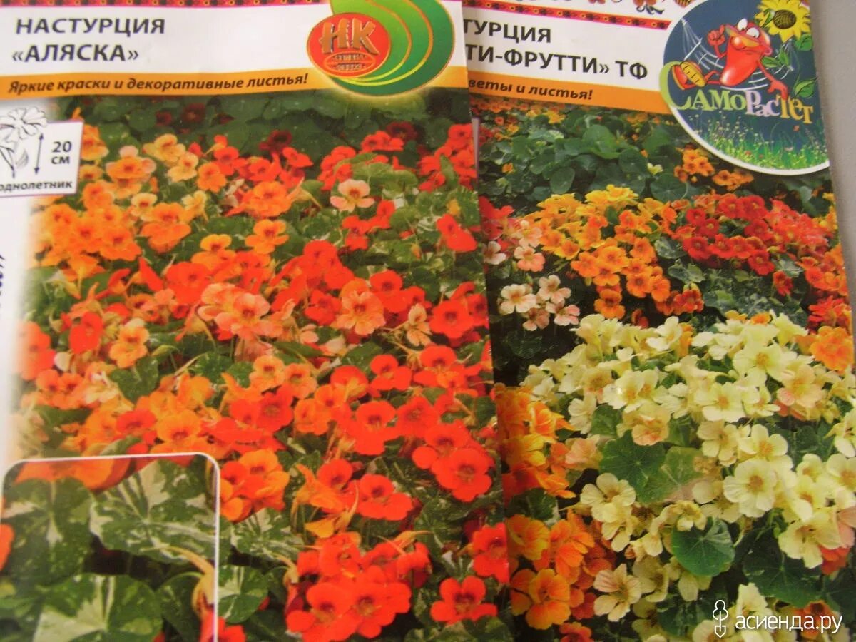 Настурция сорт аляска. Настурция низкорослая аляска смесь. настурция низкорослая аляска скарлет. настурция низкорослая аляска золотая.