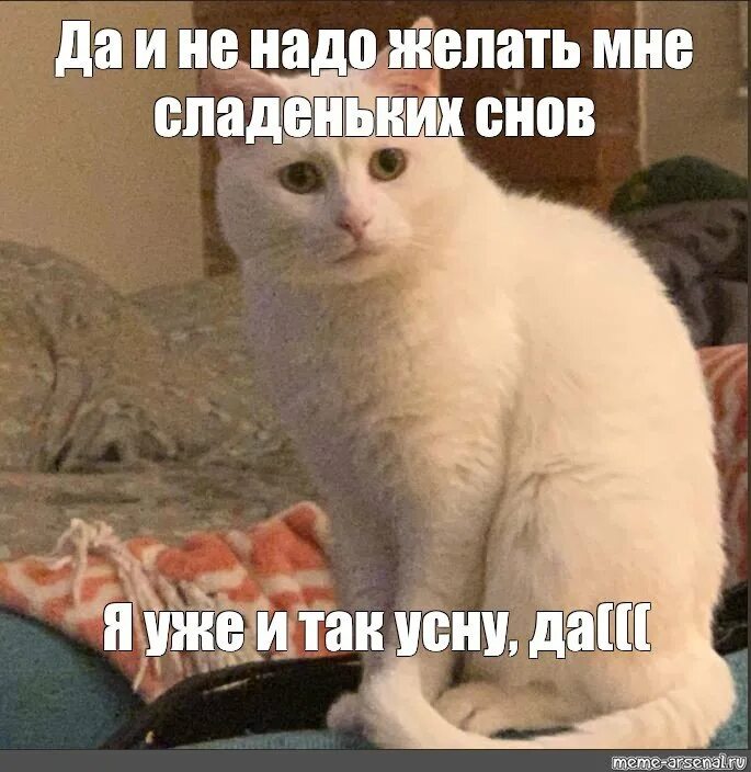 Где можно спокойно. А спокойной ночи мне желать не надо. Ну да спокойной ночи мне желать не надо. Не надо мне желать спокойной ночи Мем. Мемы с котами.