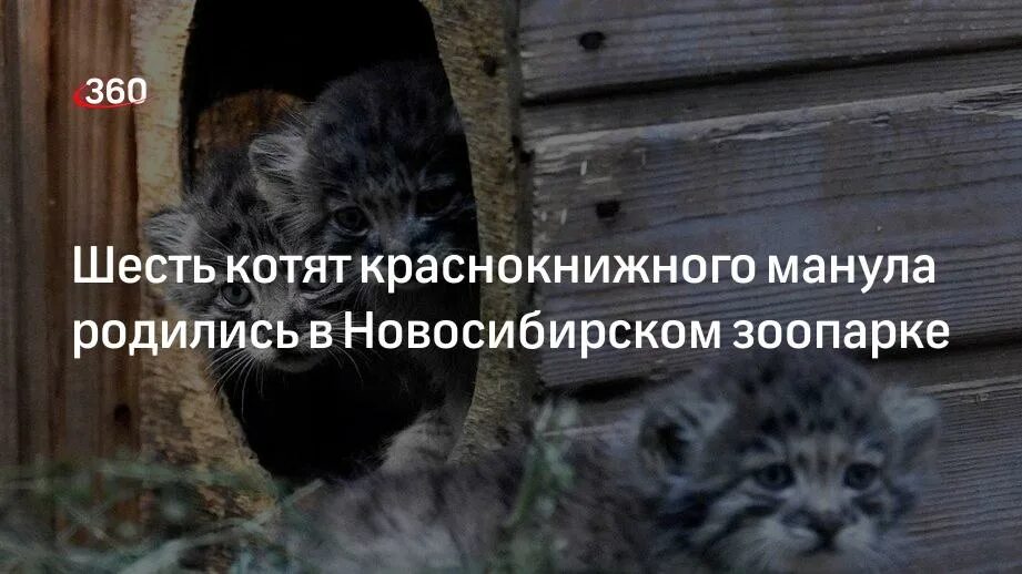 Манул новосибирский зоопарк. Котята манула родились в новосибирском зоопарке. Манулы в новосибирском зоопарке. Манул новосибирск зоопарк. Котята манула родились в новосибирском зоопарке.