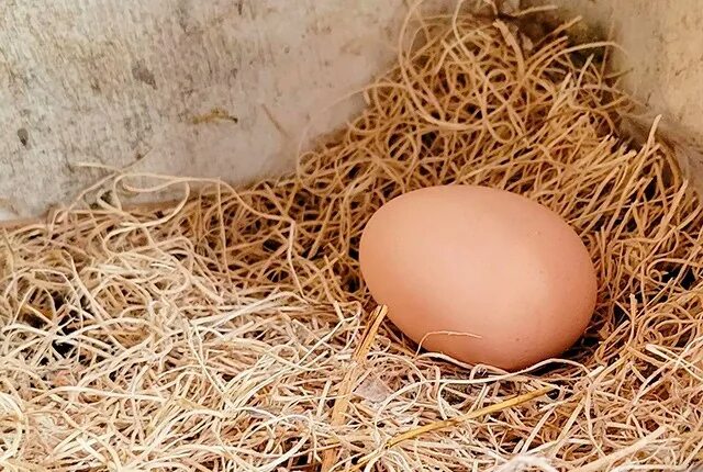 Скорлупа яичная для кур. Яйцо цыпленок. Тонкая скорлупа у яиц причина. Черные точки под скорлупой яйца.