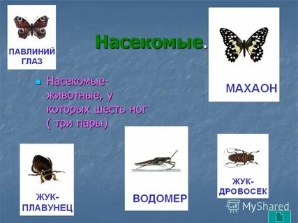 Шесть ног три