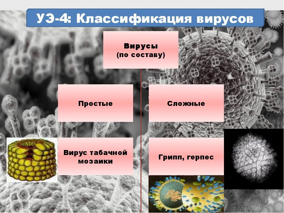 Биологические формы вирусов. Царство вирусы. Вирусы 5 класс биология. Вирусы биология 10 класс.