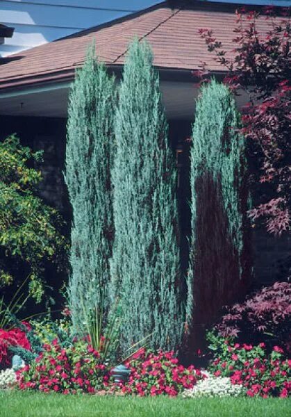 Skyrocket Juniper: This Juniper is a stately, columnar form that resembles a sky