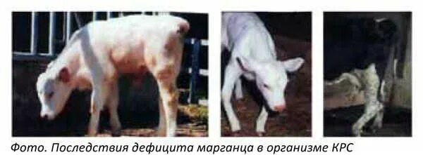 Диспепсия новорожденных телят. Остеодистрофия молодняка крс. Паратуберкулезный энтерит крупного рогатого скота. Рахит у молодняка крупного рогатого скота. Диспепсия алиментарная у телят.