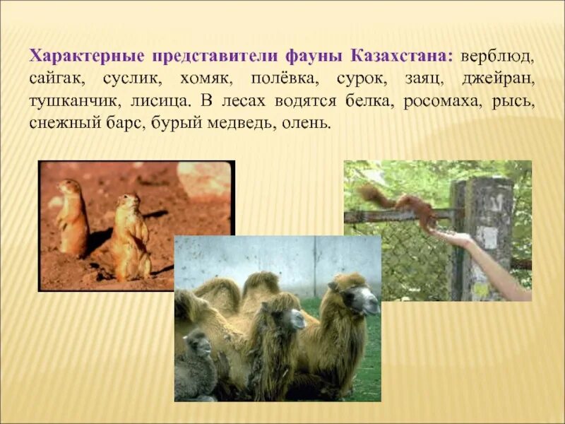 Типичные представители животных