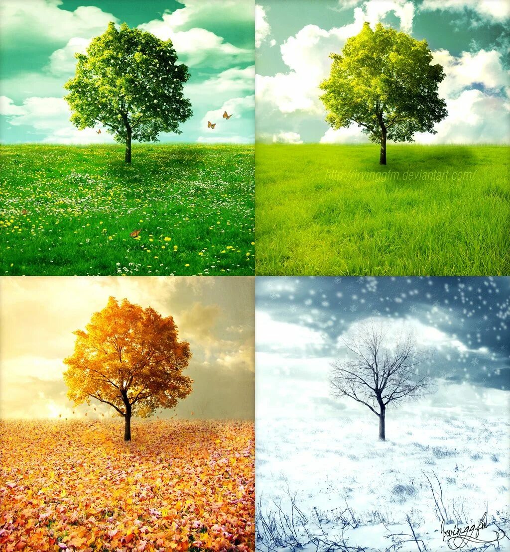 Какая погода в дерево. Времена года зима Весна лето осень. Времена года 4 сезона. Пейзаж времена года. Дерево в разные сезоны года.