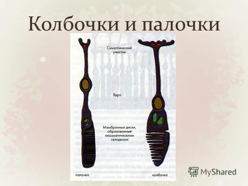 палочковидные бактерии бациллы. переносчики кишечной палочки. зрение палочки и колбочки. реакция преципитации микробиология. палочка определение.