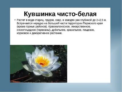 Пермские растения занесенные в красную книгу