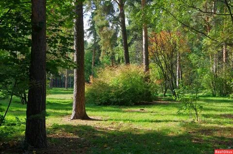 Кузьминский лес