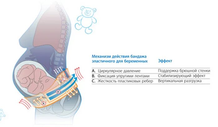 Как одеть бандаж для беременных инструкция. Бандаж дородовый бн2-11. Бандаж предлежанием. Поперечное положение плода. Положение плода продольное головное.
