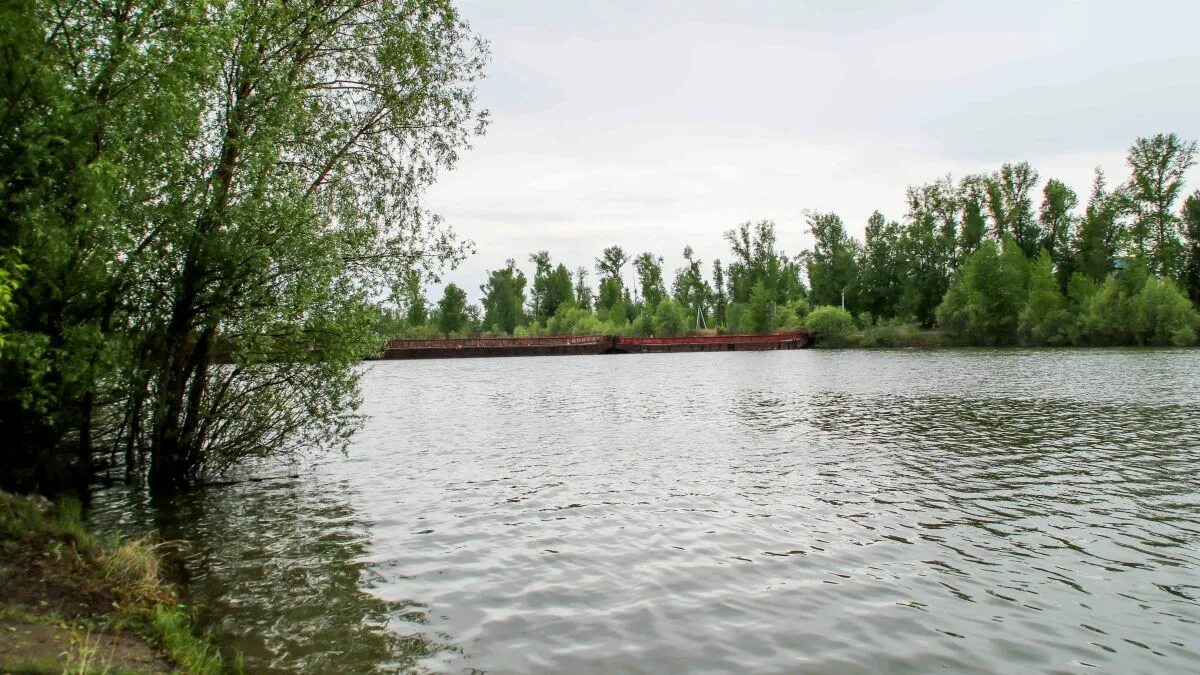 Обь в барнауле сегодня цгмс уровень