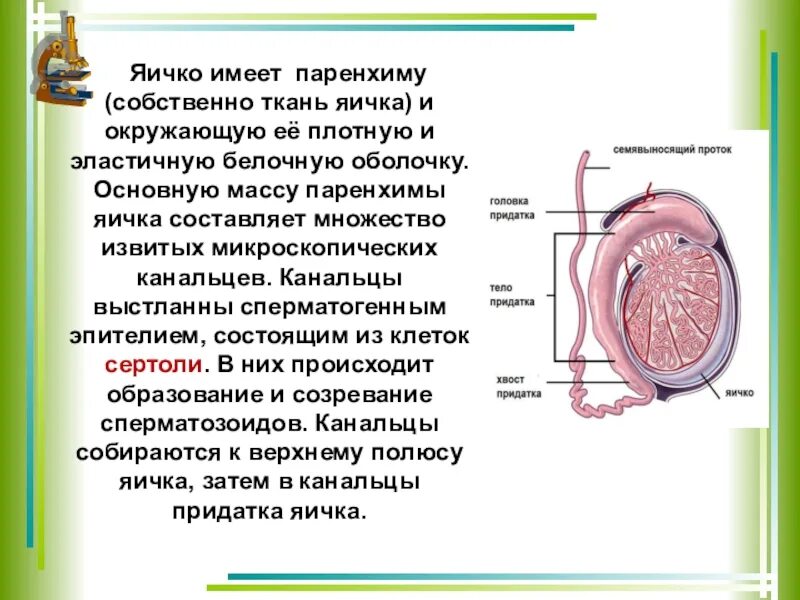 Придаток семенника функции