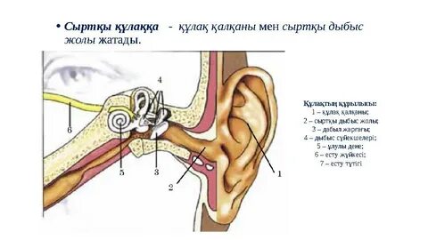Дана Борисова онлайн порно