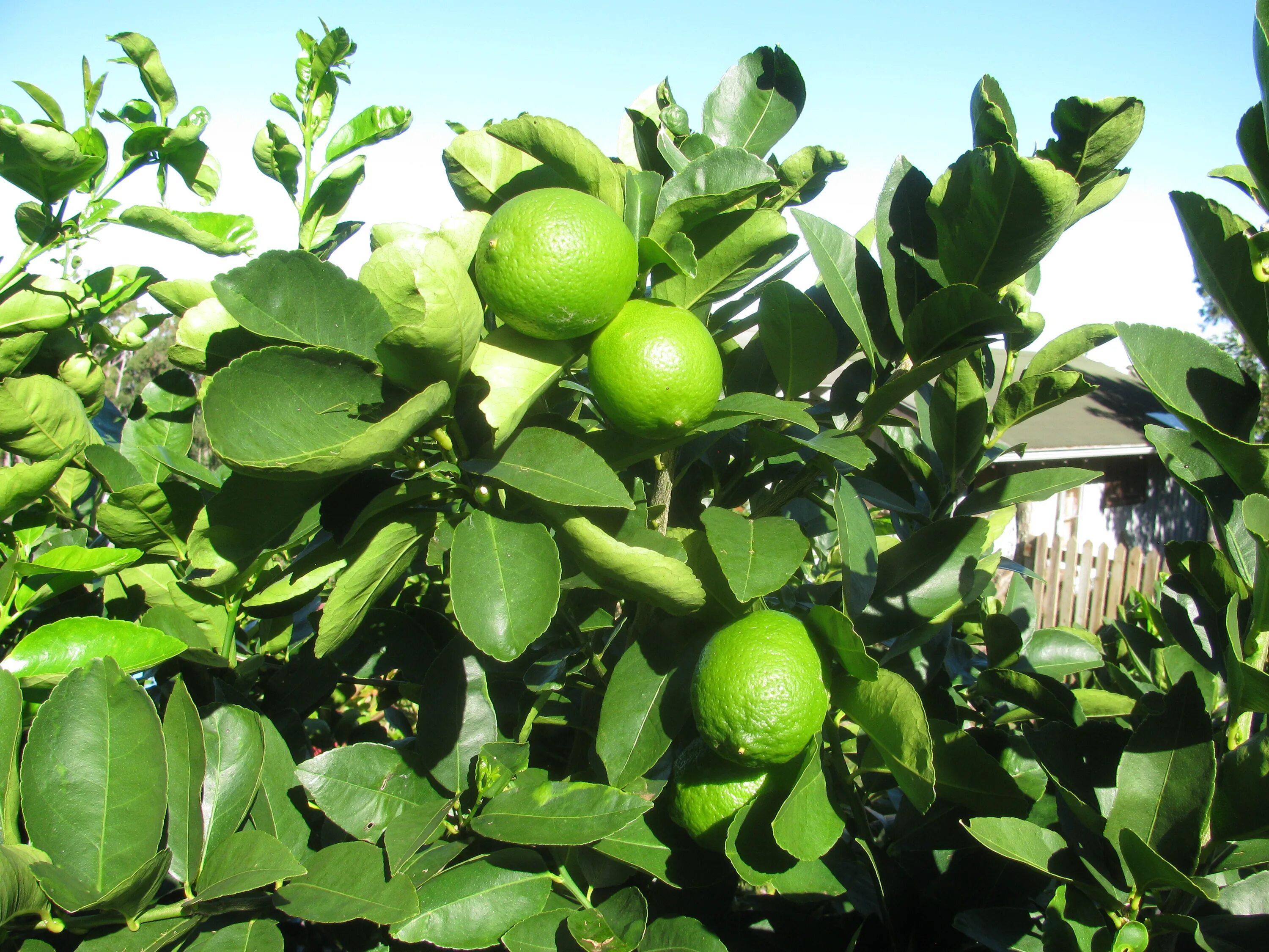 Таитянский лайм (Citrus latifolia). Лайм сорт Таити. Лайм персидский Таити. Сорт мексиканский лайм.