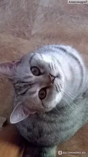 Кот икает