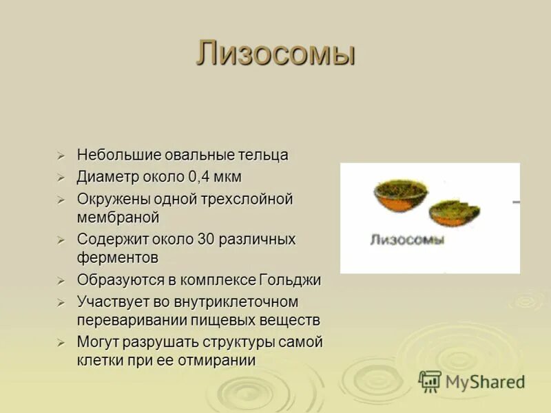В клетках клетках содержатся овальные тельца. В клетках клетках содержатся овальные тельца