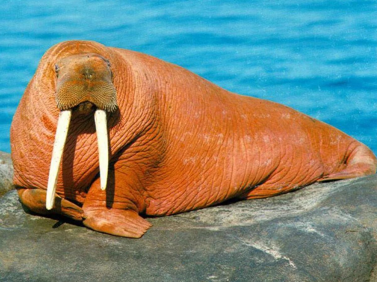 Вибриссы тюленя. Маленькая обезьянка тамарин. Обезьянка императорский тамарин. Вибриссы моржа. Моржи тюлени морские котики.