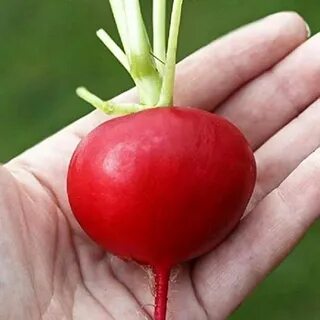 Маленькая редиска