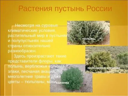Виды растений пустынь