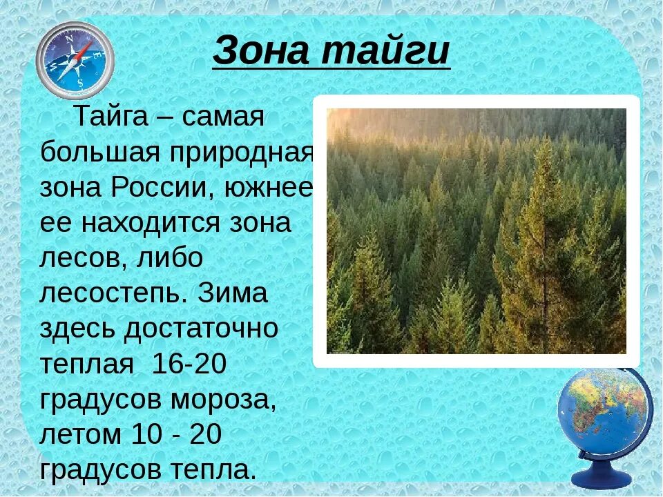 Природная зона россии самая маленькая по занимаемой. Доклад о природной зоне. Сообщение о тайге. Доклад о тайге. Тайга природная зона.