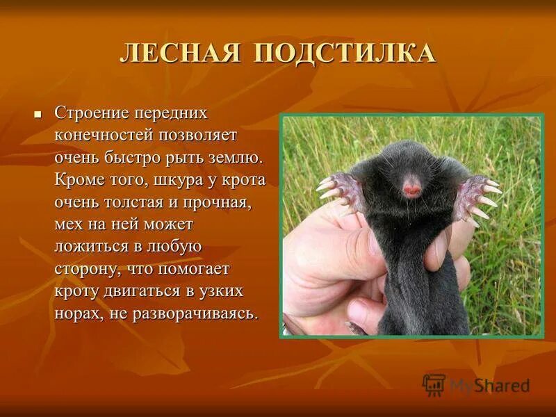 Картинки ОПИСАНИЕ КРОТА 5 КЛАСС