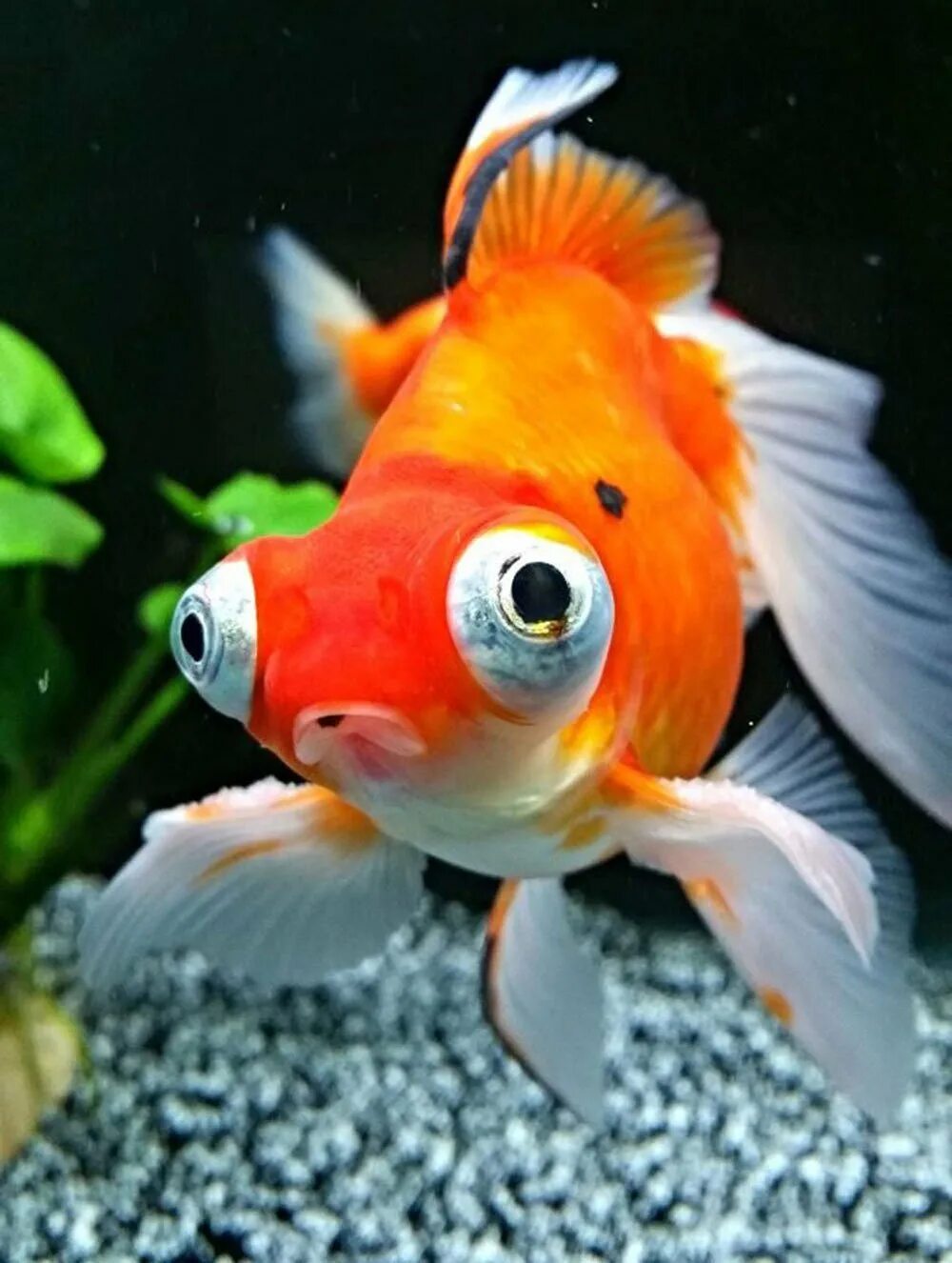 Аквариумные рыбки золотая рыбка. Вуалехвост жемчужинка. Аквариум ныне рыбы. Мальки золотых рыбок. Домашние рыбы.