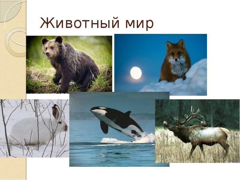 Какое животное является символом заповедника магаданский. Презентация про магадан. магадан животный мир. магаданский заповедник животные. проект про магадан 2 класс.