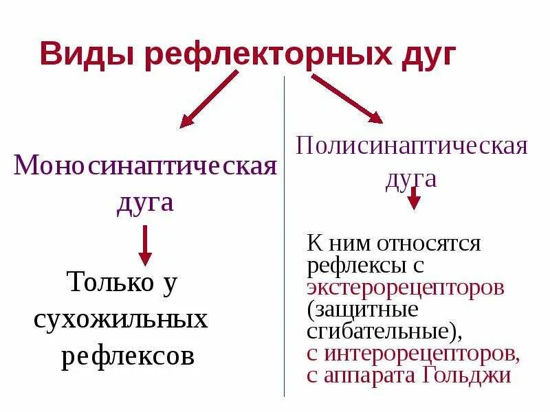 Виды рефлекторных дуг. Рефлекторная дуга виды. Вилы рефлекторной дуги. Виды рефдективной дуги.