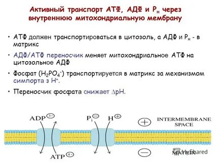 Транспорт атф