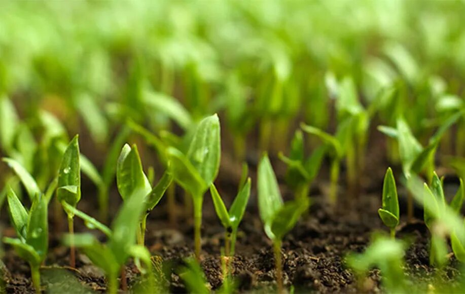 Интернет магазин экологичное земледелие. Выбор экологических семян. Organic Farming Vision. RENGICI ecological Seed treatment