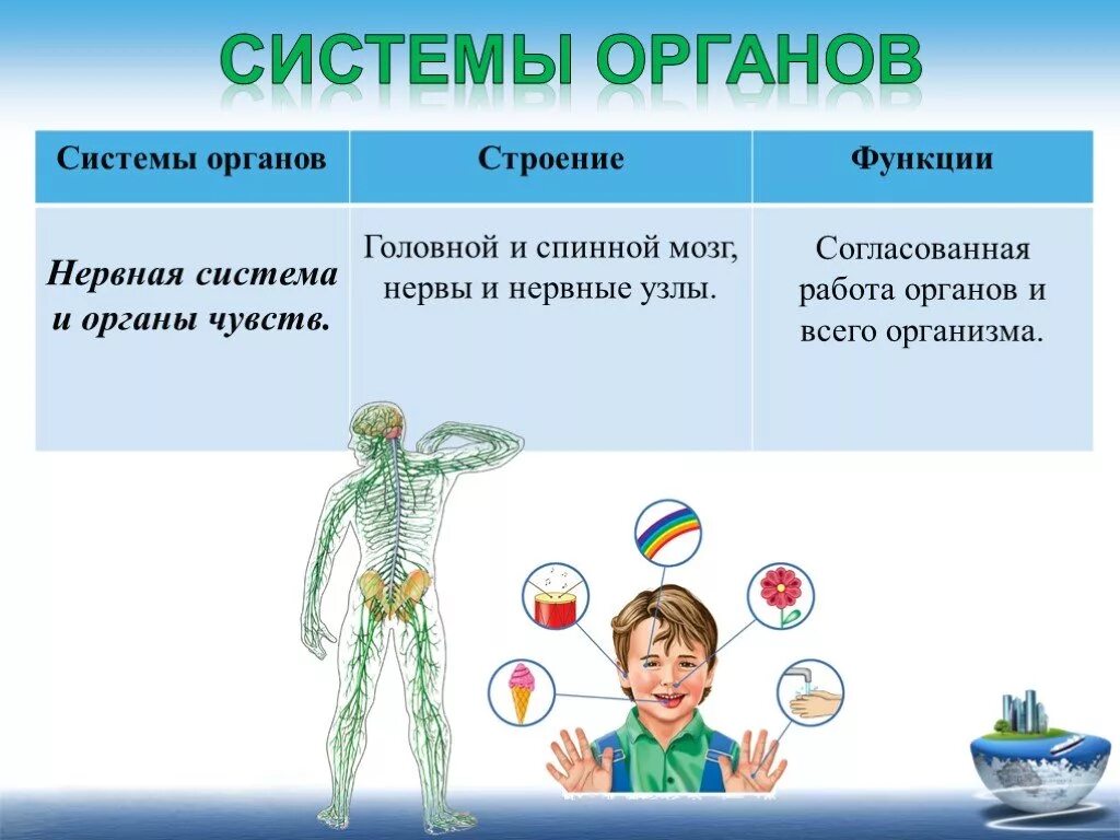 Органы нервной системы и их функции. Система органов чувств функции. Нервная система и органы чувств. Нервная система органов органы и функции.