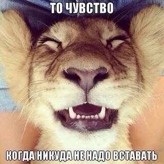 Лев вставай