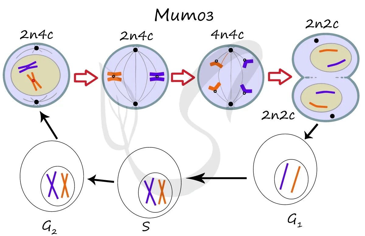 Схема митоза 2n. Схема мейоза для клетки с хромосомным набором 2n 6. Фазы митоза 2n2c. Митоз схема 2n2c. Стадии мейоза и набор хромосом