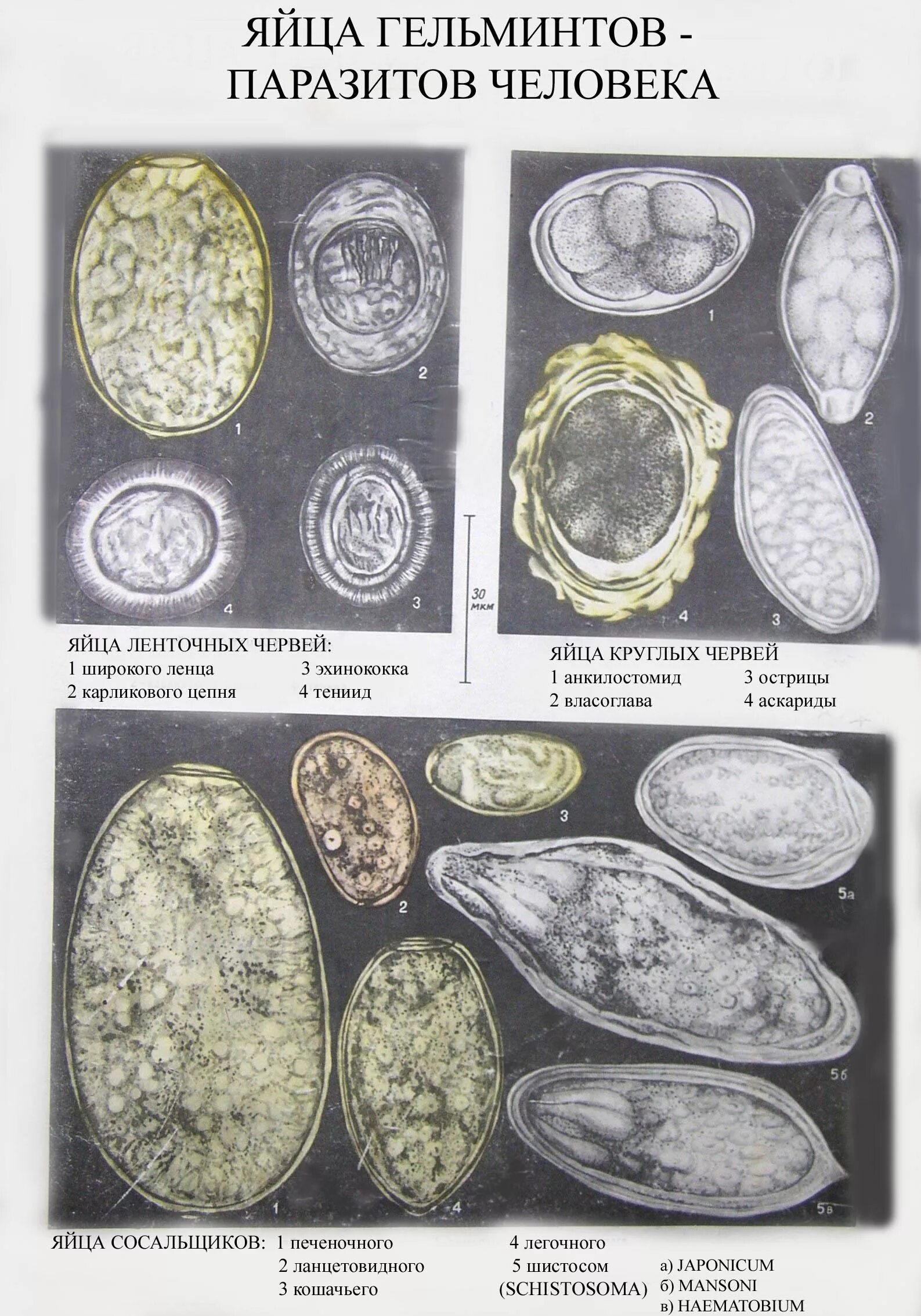 Яйца гельминтов микроскопия атлас. Яйца глистов микроскопия атлас. Яйца гельминтов микроскопия Ветеринария. Купить яйца глист