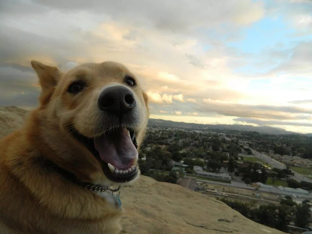 The animals is happy