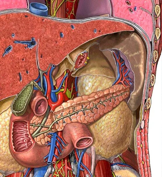 Синтопия желчного пузыря. Синтопия поджелудочной железы. Поджелудочная железа Неттер. Печень селезенка поджелудочная анатомия. Сердце желчный пузырь