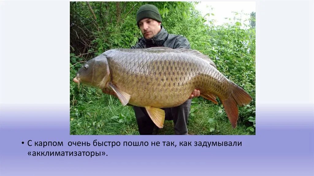 Инвазивные виды животных примеры. Инвазивный вид рыбы. Инвазивные виды примеры. Акклиматизация рыб. Горбуша кольский полуостров.