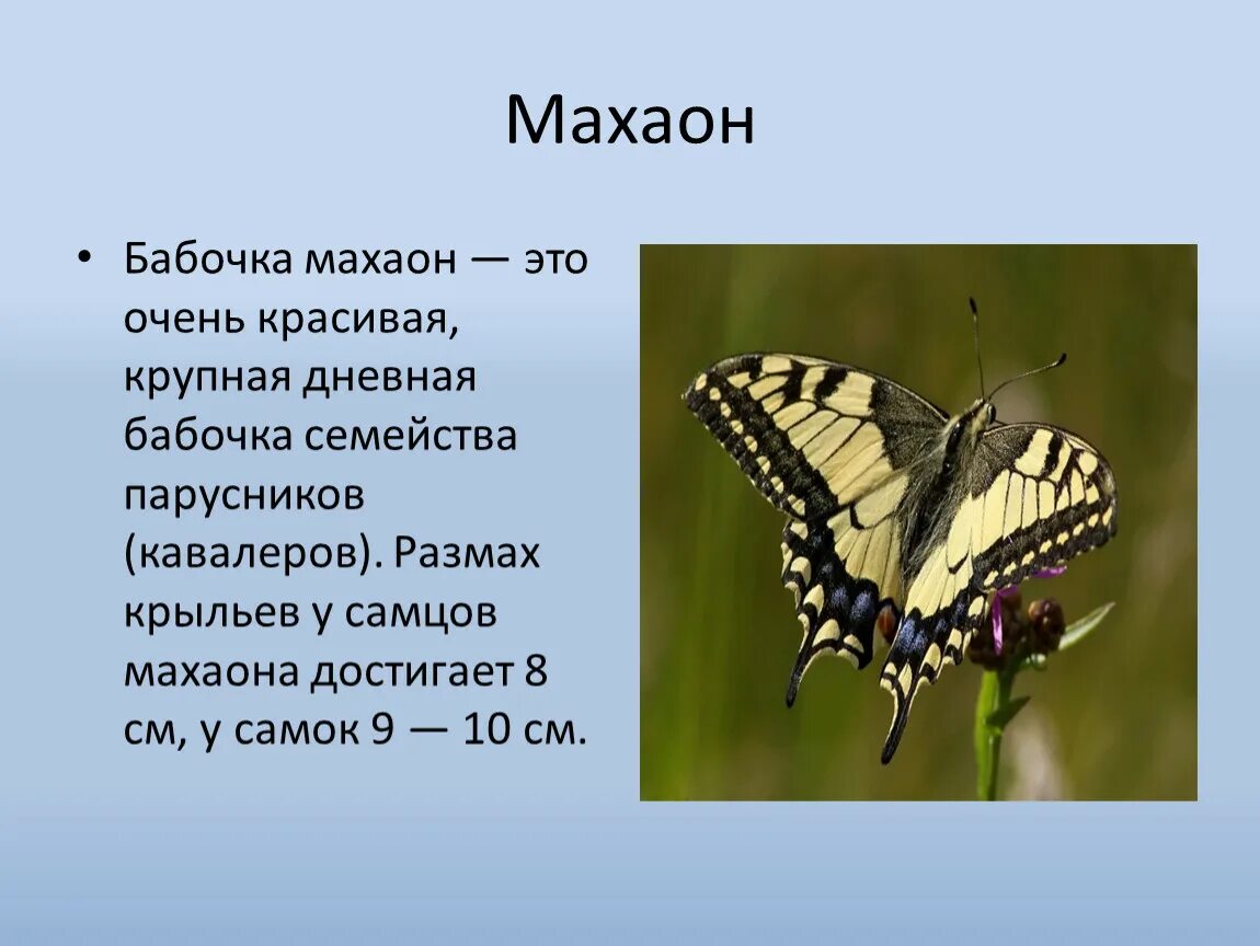 Unusual facts about butterflies: an introduction to the diverse world of these g