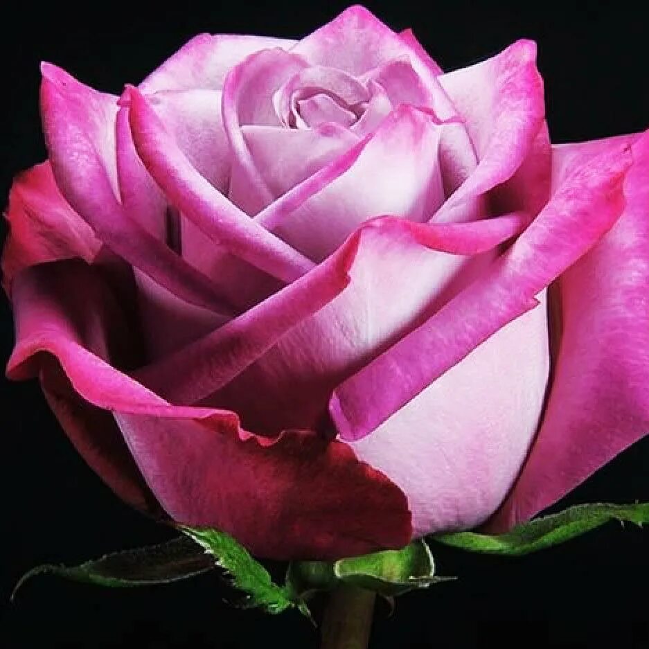 Розовые розы сорта названия. Муди блюз чайно гибридная.